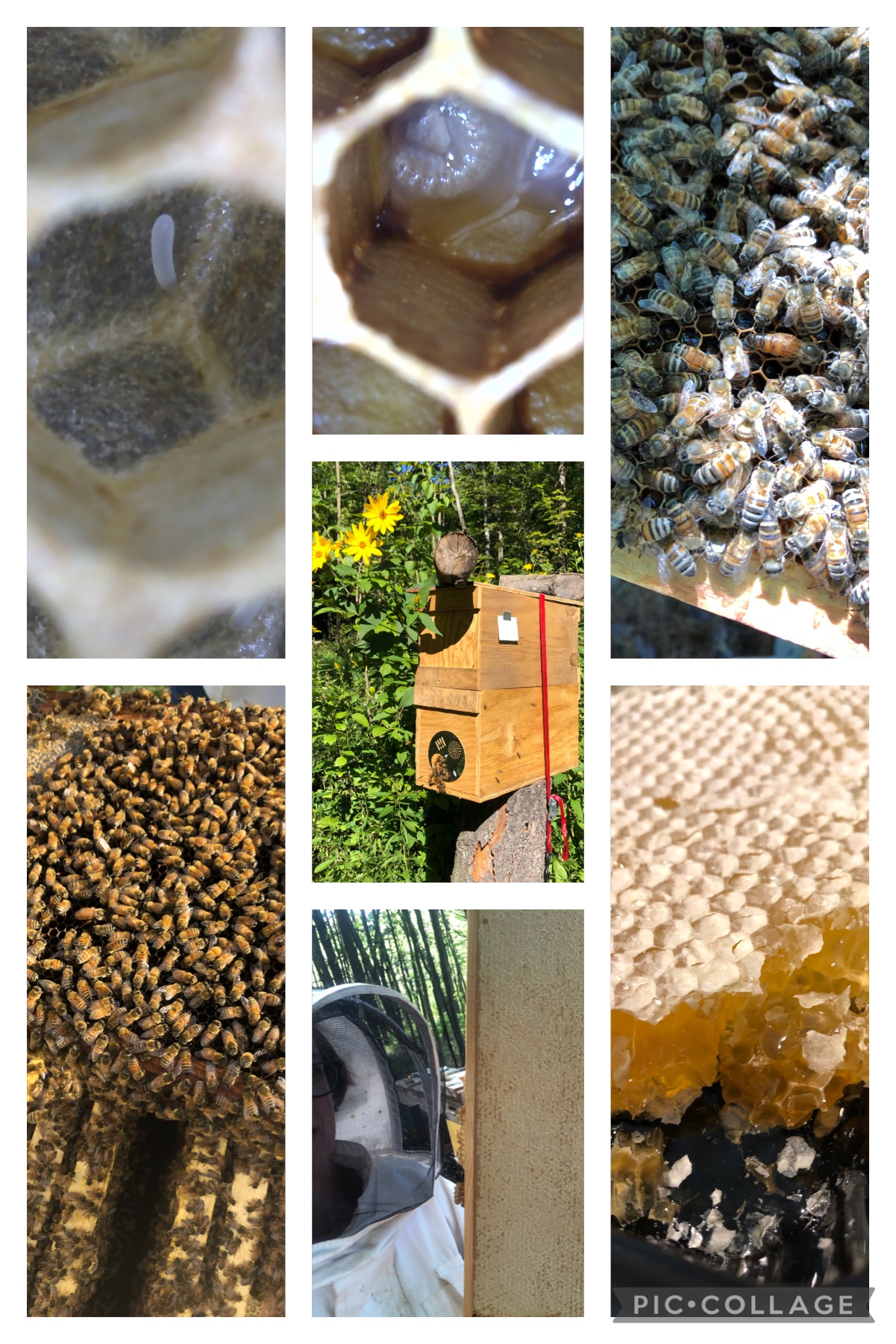 Image shows a pic collage of the life cycle of honeybee.  Egg, larvae and bee stages as well as a beekeeper and harvested honeycomb.