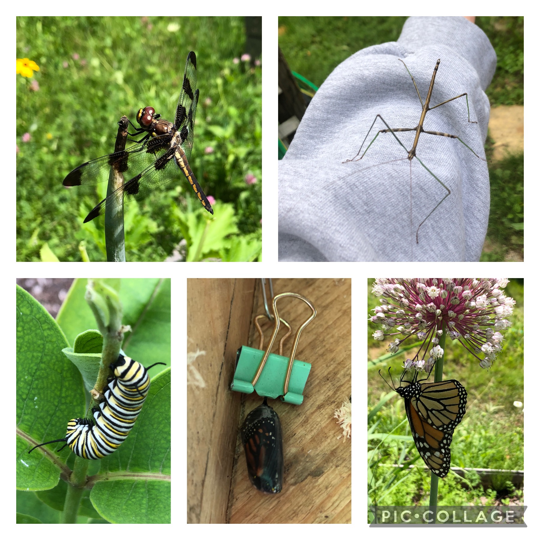 An image a pic collage of a variety of bugs from dragon flies and stick bugs to monarch catepillars and butterflies. 